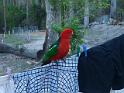 (1) King Parrot